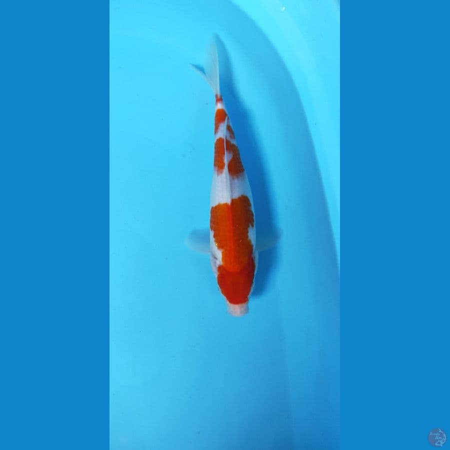 Kohaku ORI 31CM