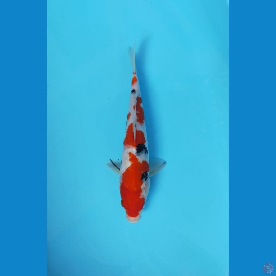 SANKE ORI 30CM MALE