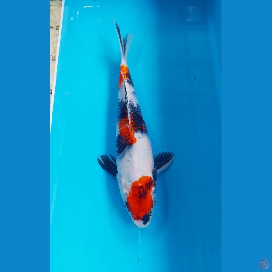 showa 25cm