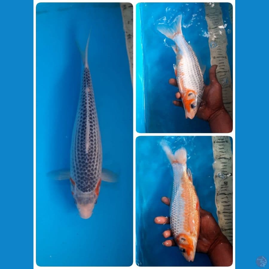asagi 29cm female