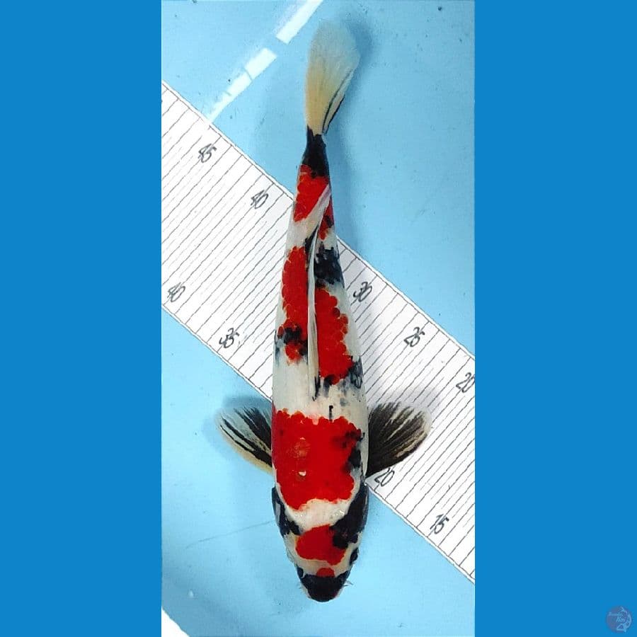 Body Tebal 38cm/Male