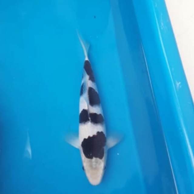 super budho koromo super black dan super white