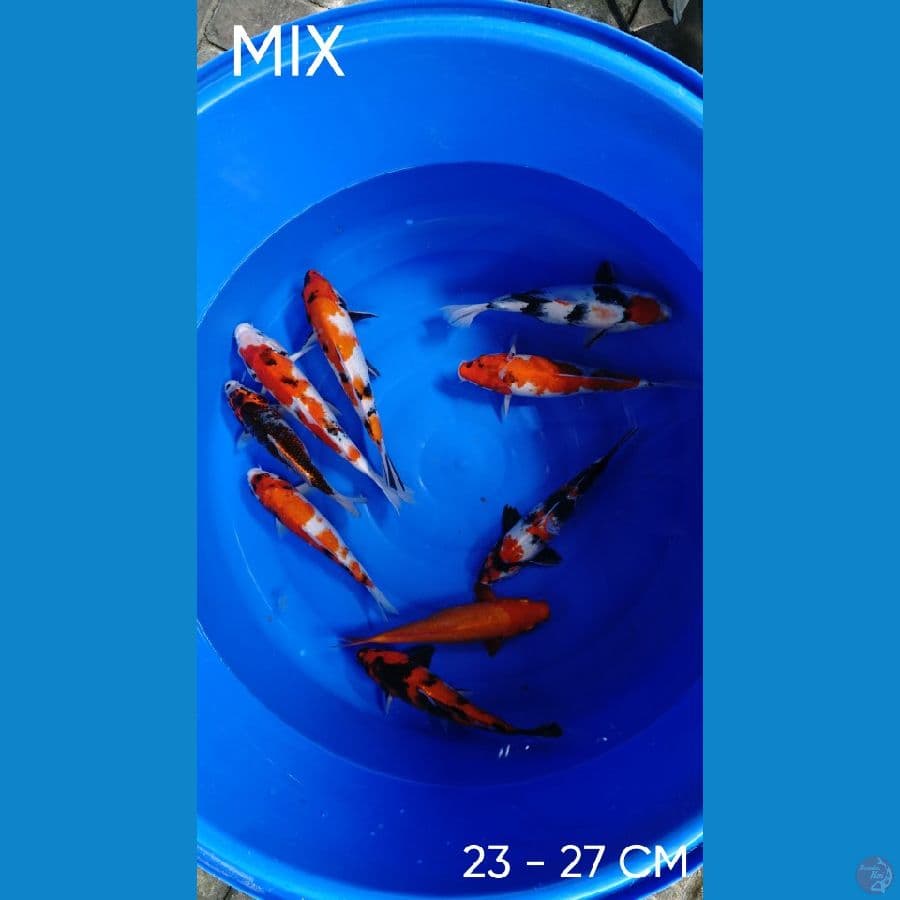 Mix 9 ekor
