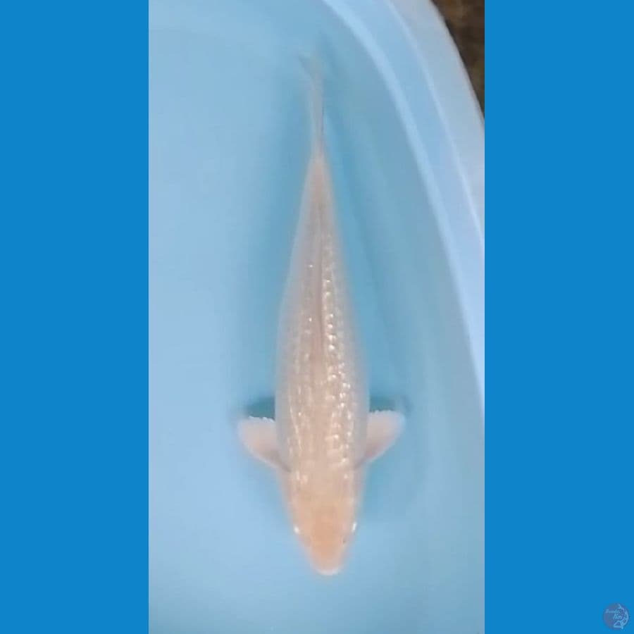 45cm, Bulky Soragoi Ginrin