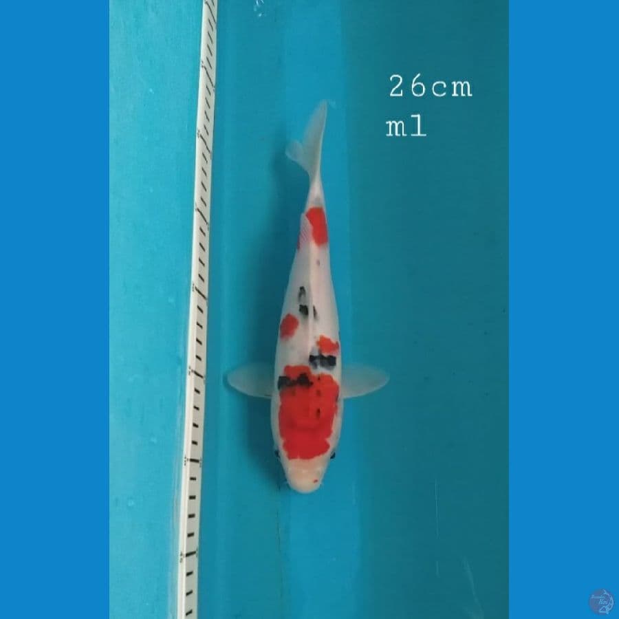 Sanke 26cm/ml