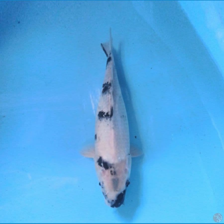 Shiro 37 cm