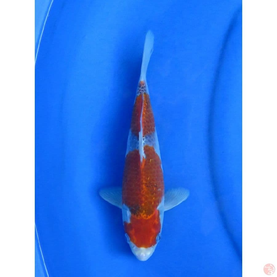 27cm , Goshiki Ochiba