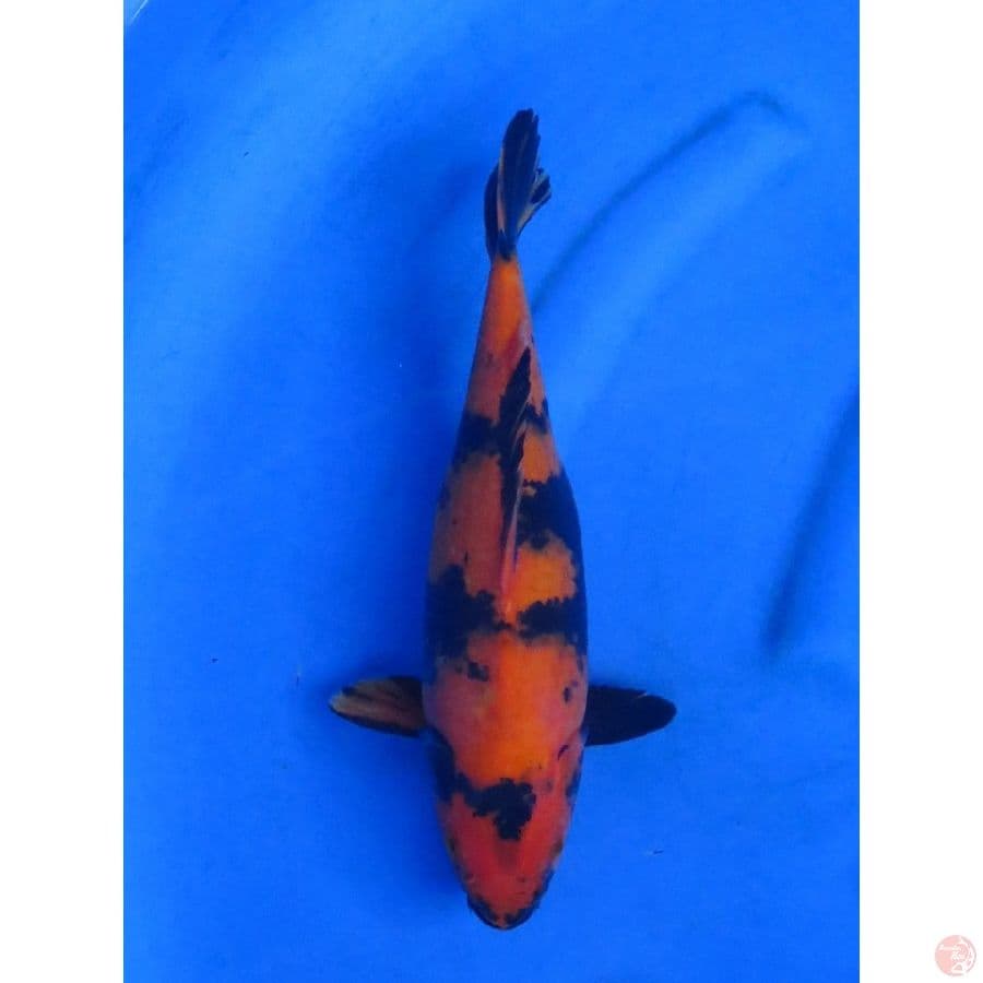 33cm , Hi Utsuri Tembus