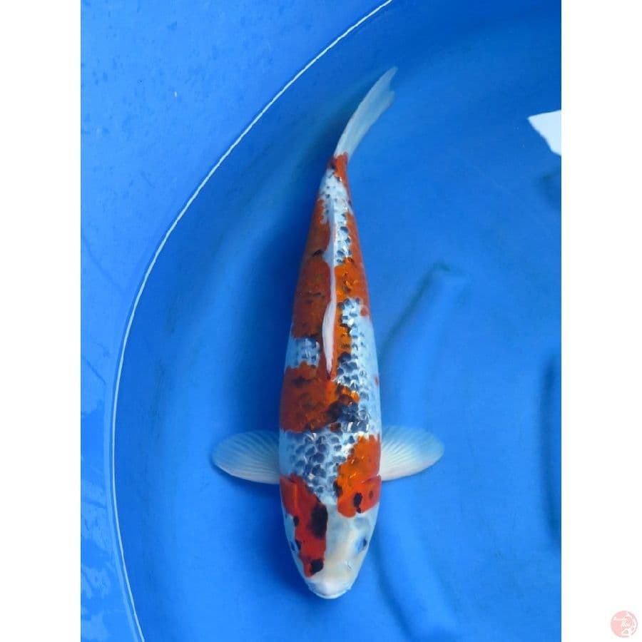 39cm , Dragon - Goshiki Ginrin Original