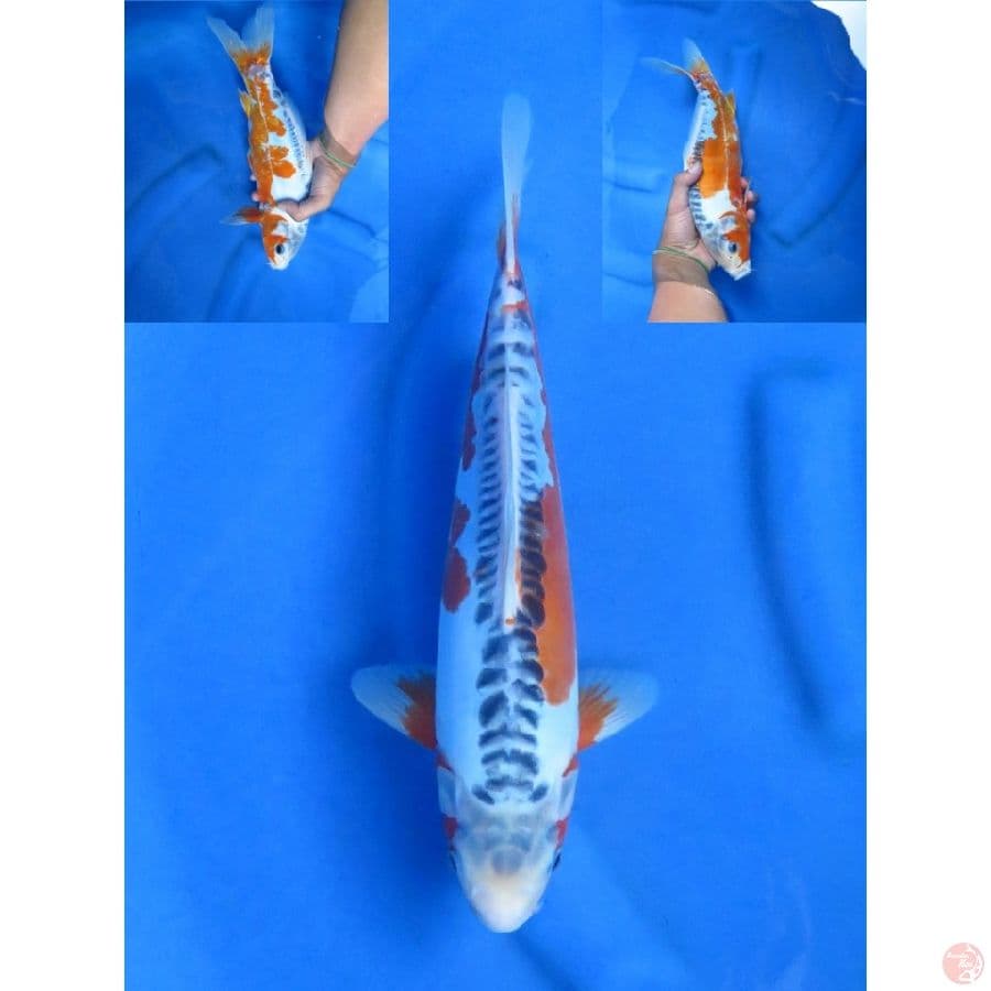 32cm , Male Shusui Prospek