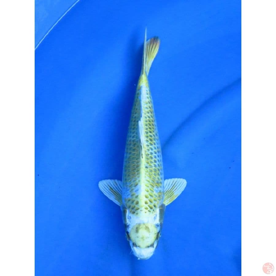 34cm , Unique Pemanis Kolam