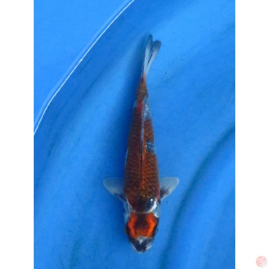 25cm , Rare Kogane Ochiba