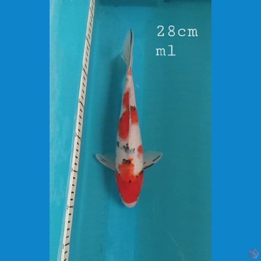 Sanke 28cm/ml