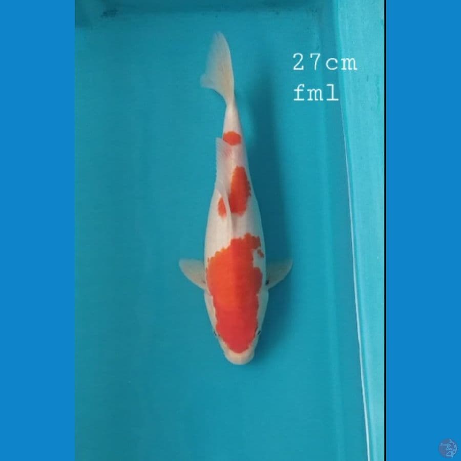 27cm/fml