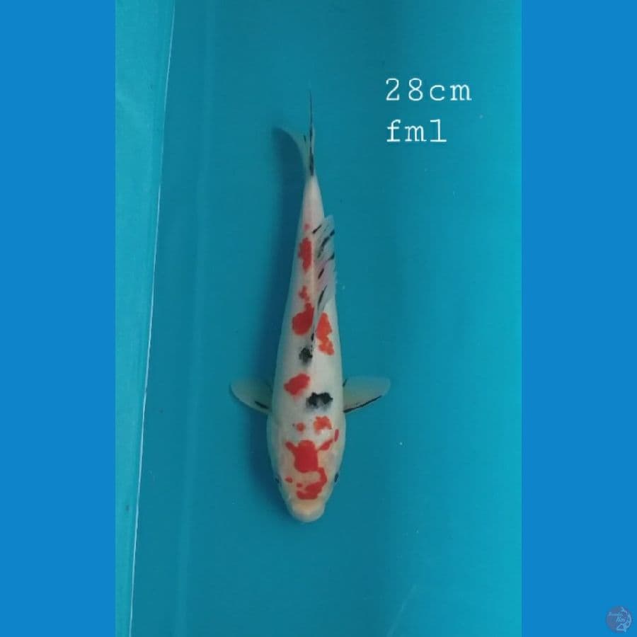 Sanke 28cm/fml