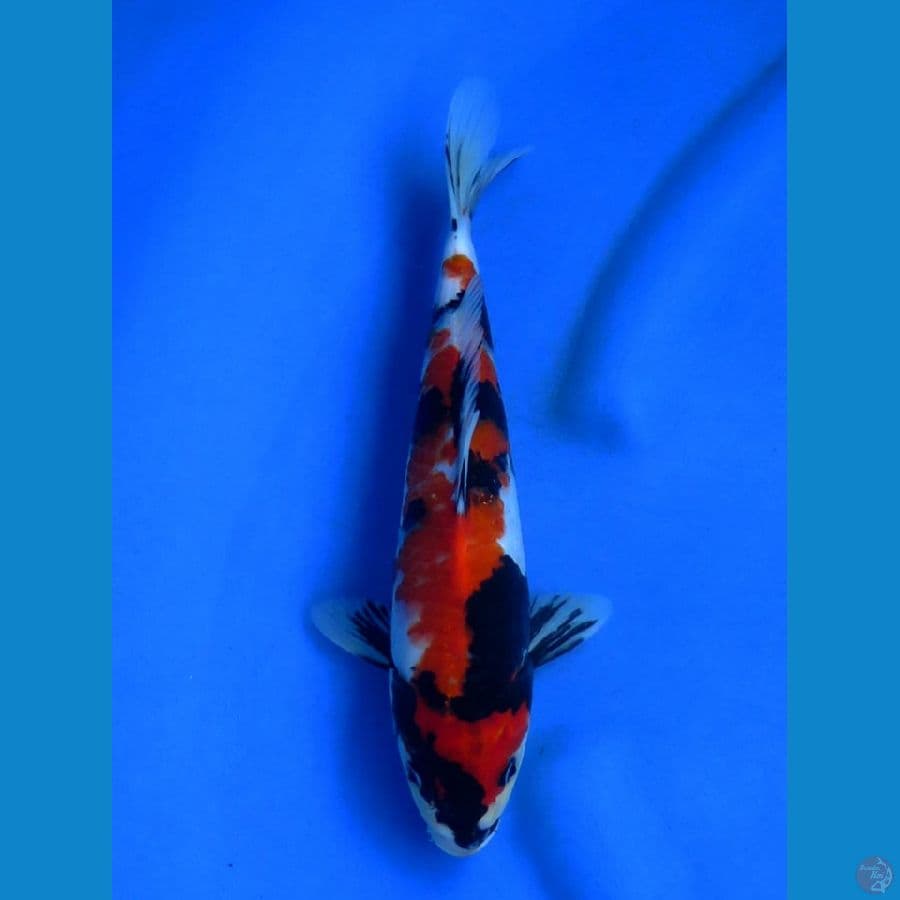 28cm , male showa hq