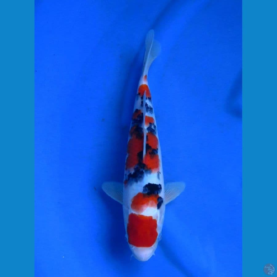 31cm , sakura sanke male