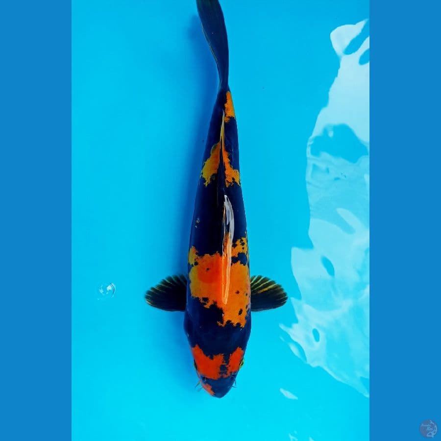 hi utsuri 28cm