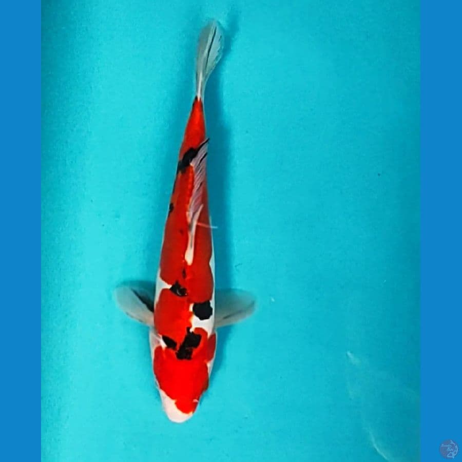 SANKE HALUS 27CM