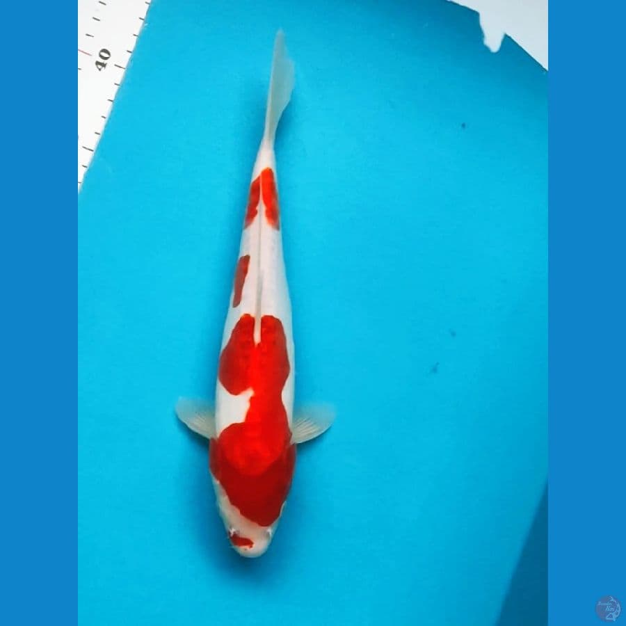 KOHAKU DOIT STRONG 28CM