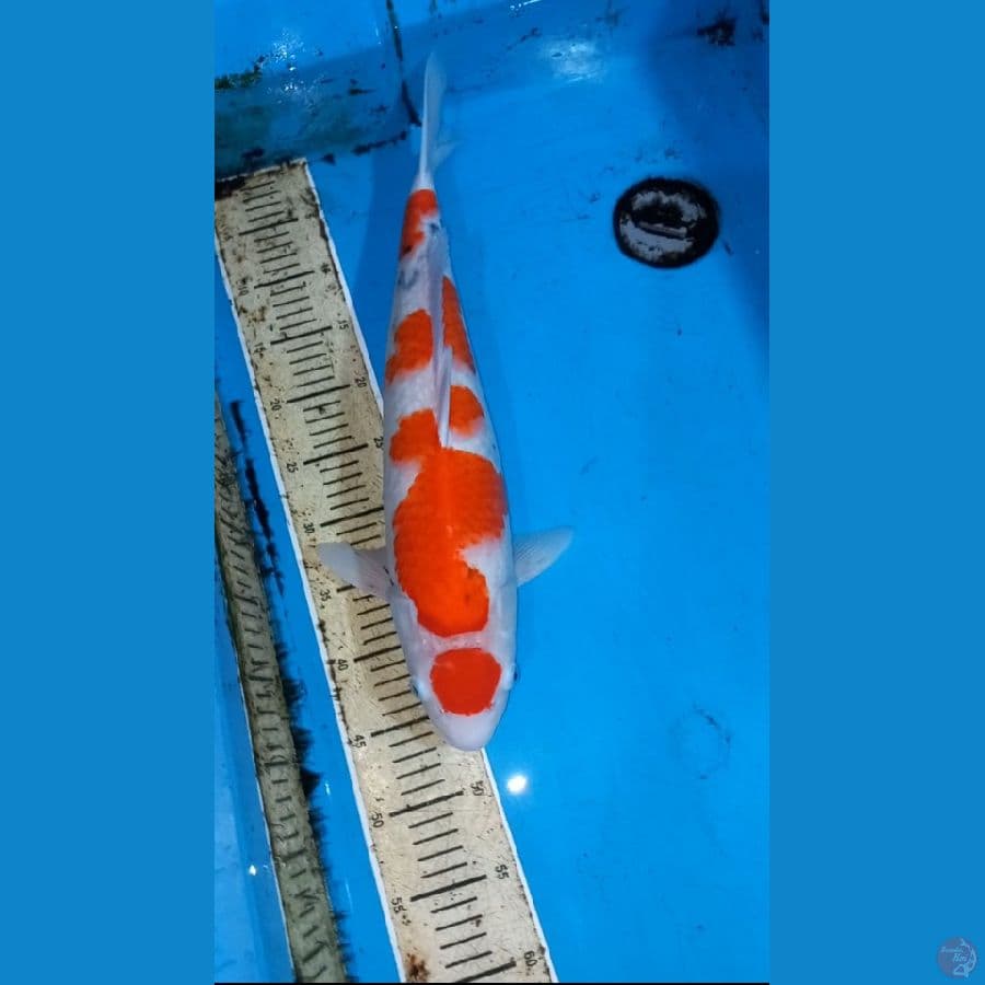 Sanke 50cm