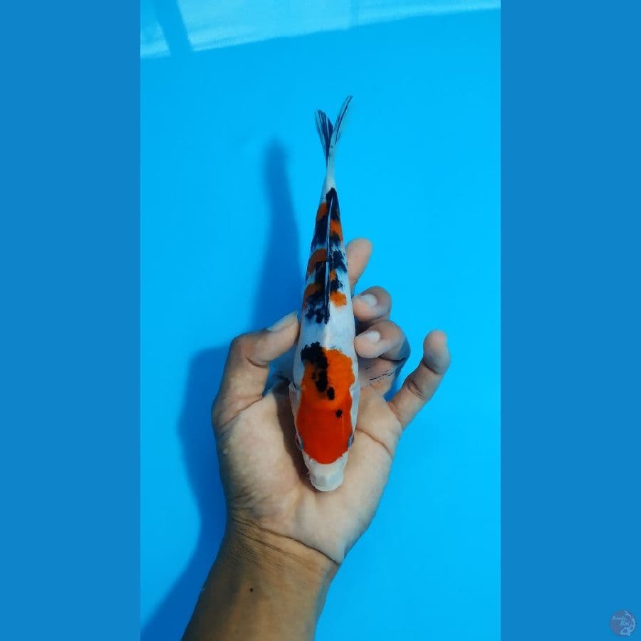 sanke bahan keeping 21cm