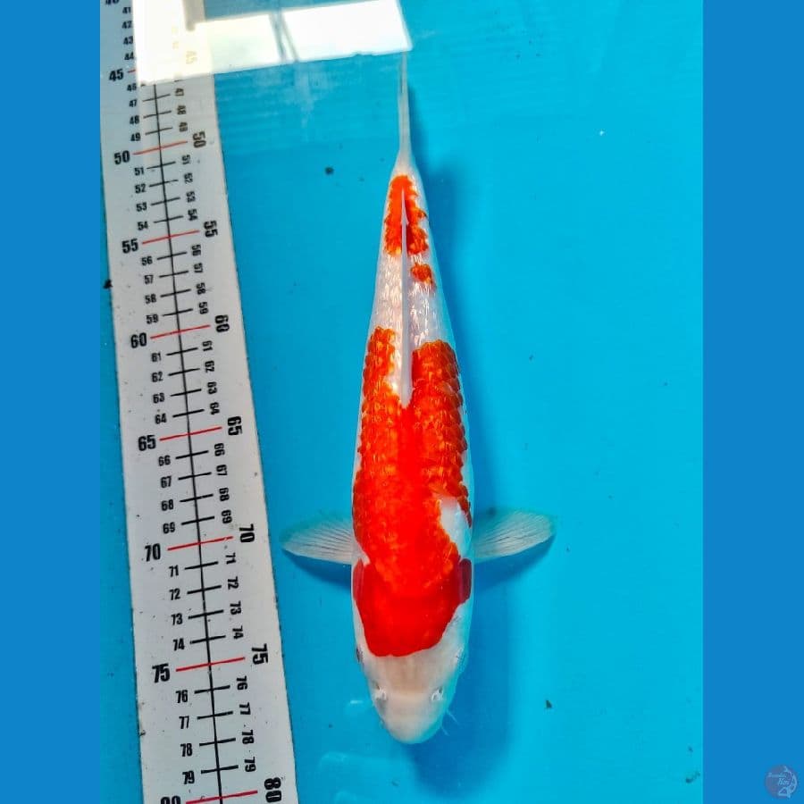 kohaku ginrin 34cm
