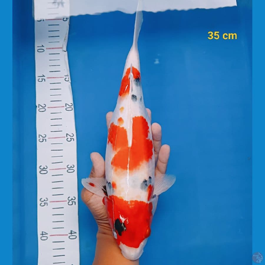 showa tateghoi 35 cm