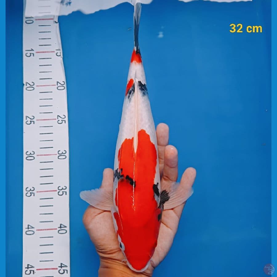 showa 32 cm