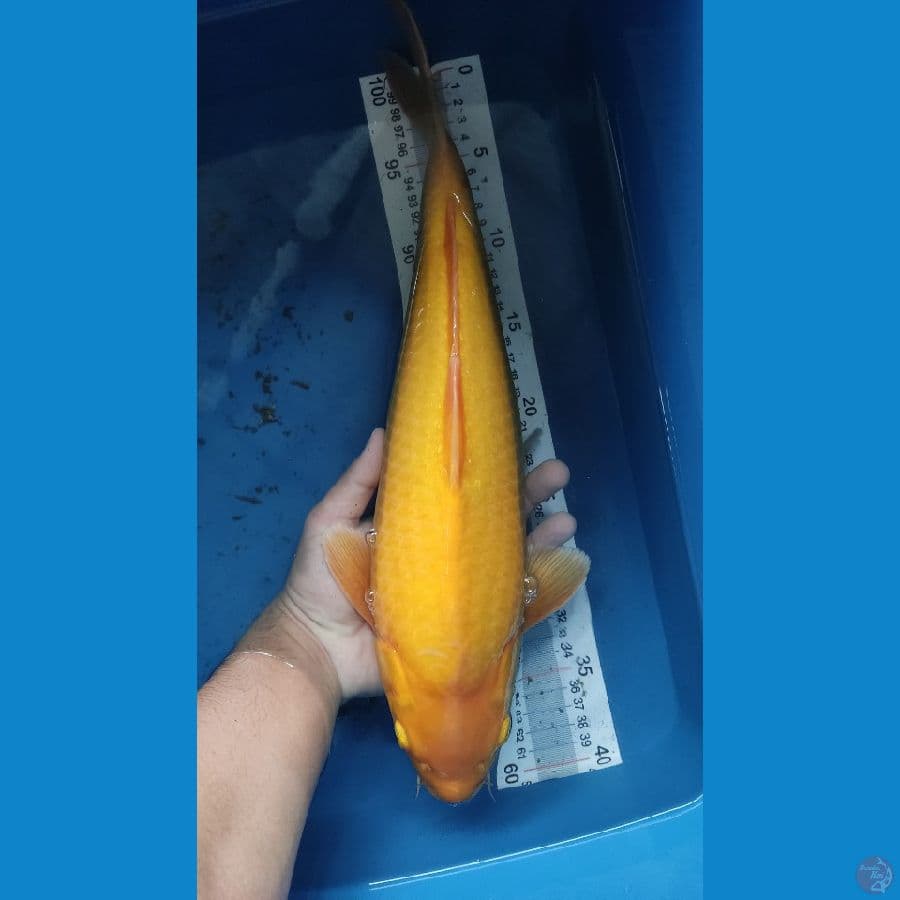 Karasi
