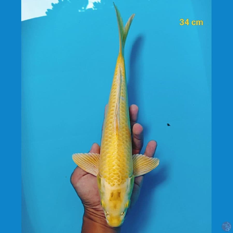 ogon 34 cm