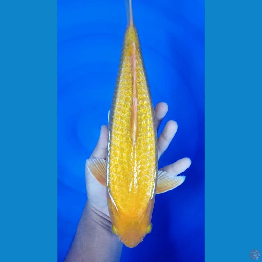 SQ ginrin male 30 cm