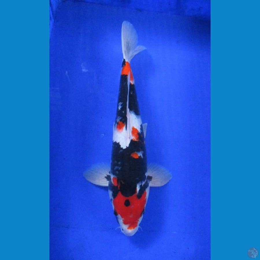 showa sansoku ,±38cm stronge