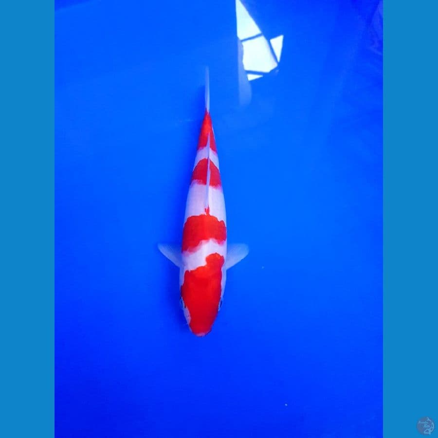 KOHAKU 22 CM