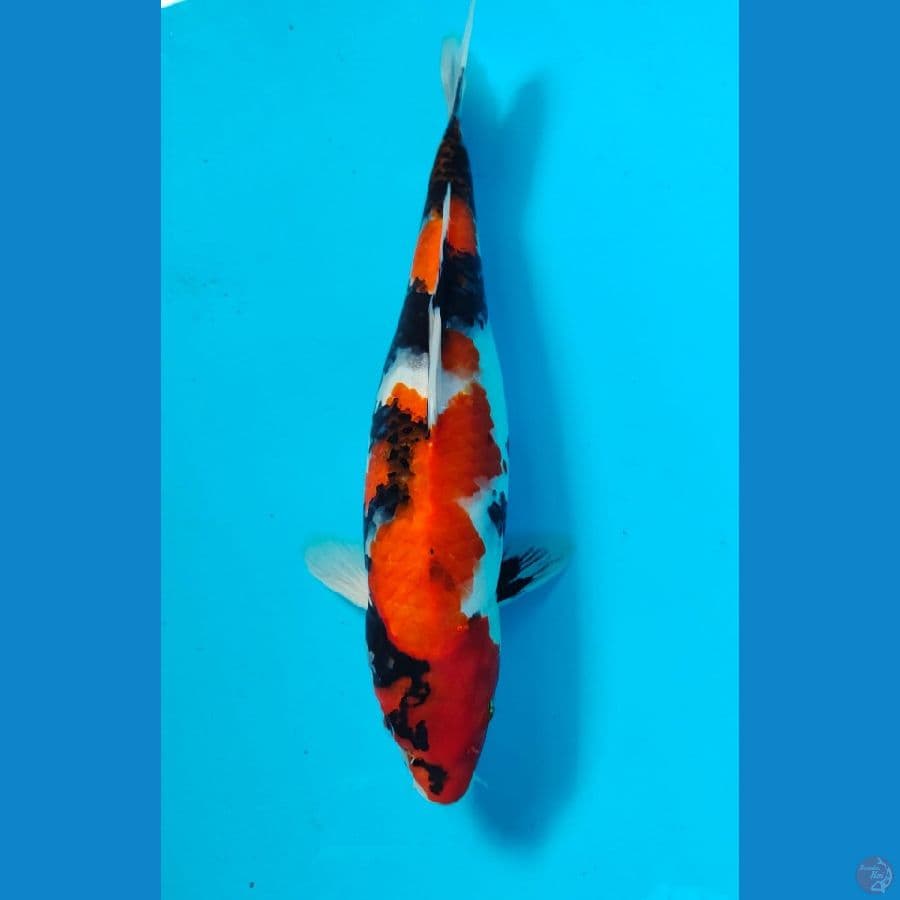 showa 30cm