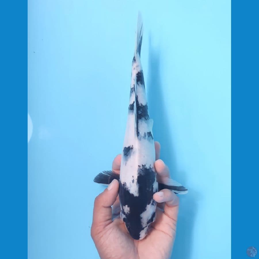 SHIRO TATEGOI HQ 27 CM - FEEMALE
