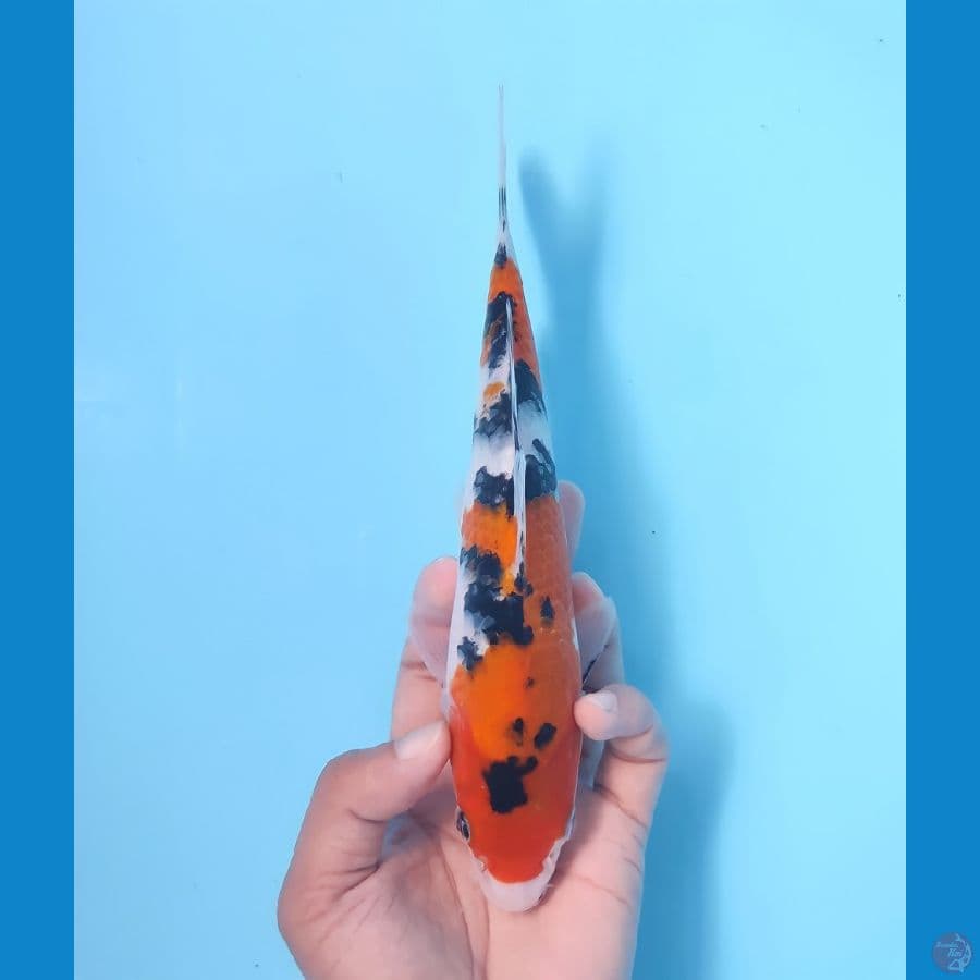 SANKE 21 CM - FEEMALE
