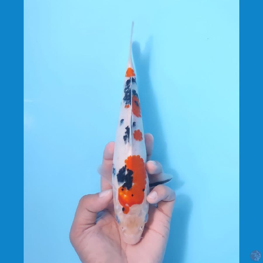SANKE 23 CM - FEEMALE
