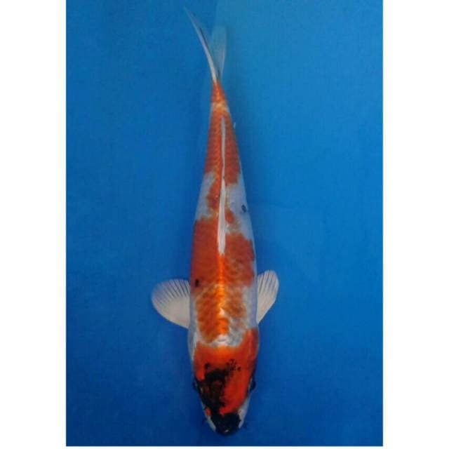Kin Showa Import non serti