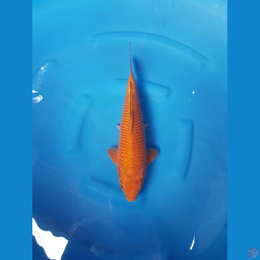 Chagoi tembaga 35cm male HQ
