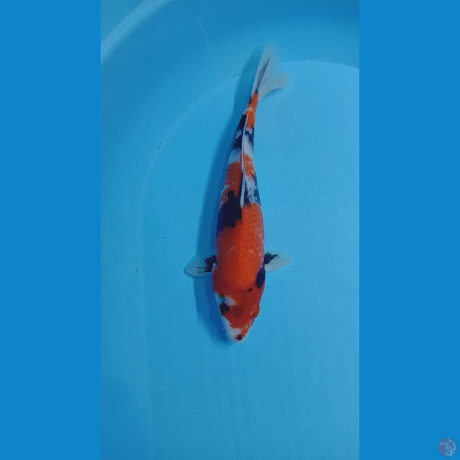 showa 30cm