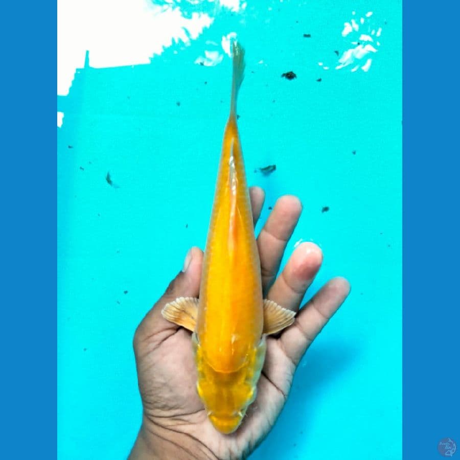 karashi male 18cm