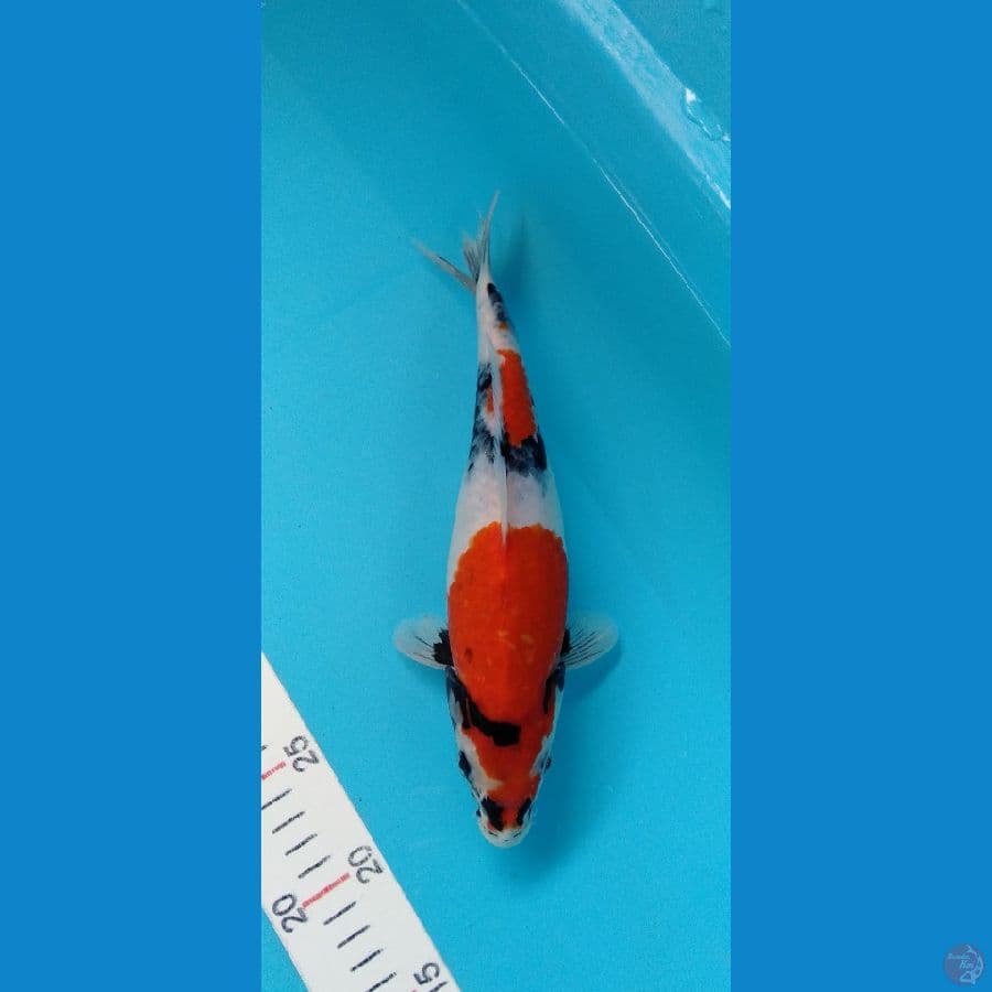 Kindai Showa F 26cm