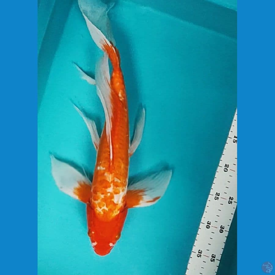 KUMPAY HAJIRO SISIK NAGA 40CM MALE