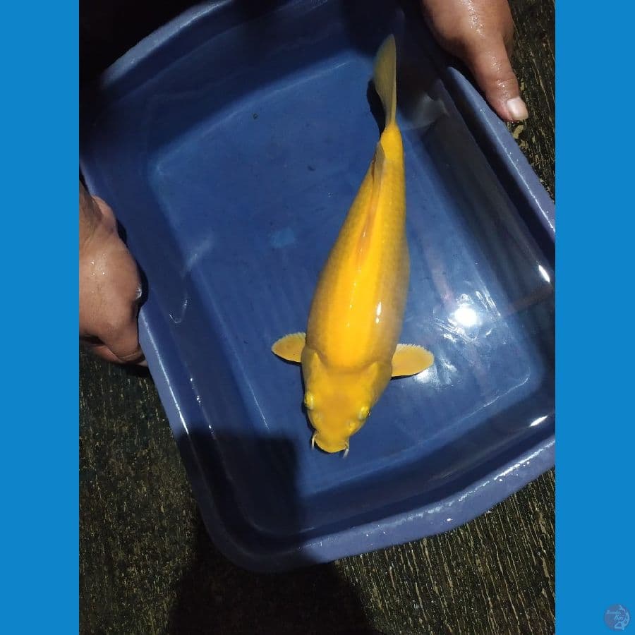 karasi berpunuk grandong