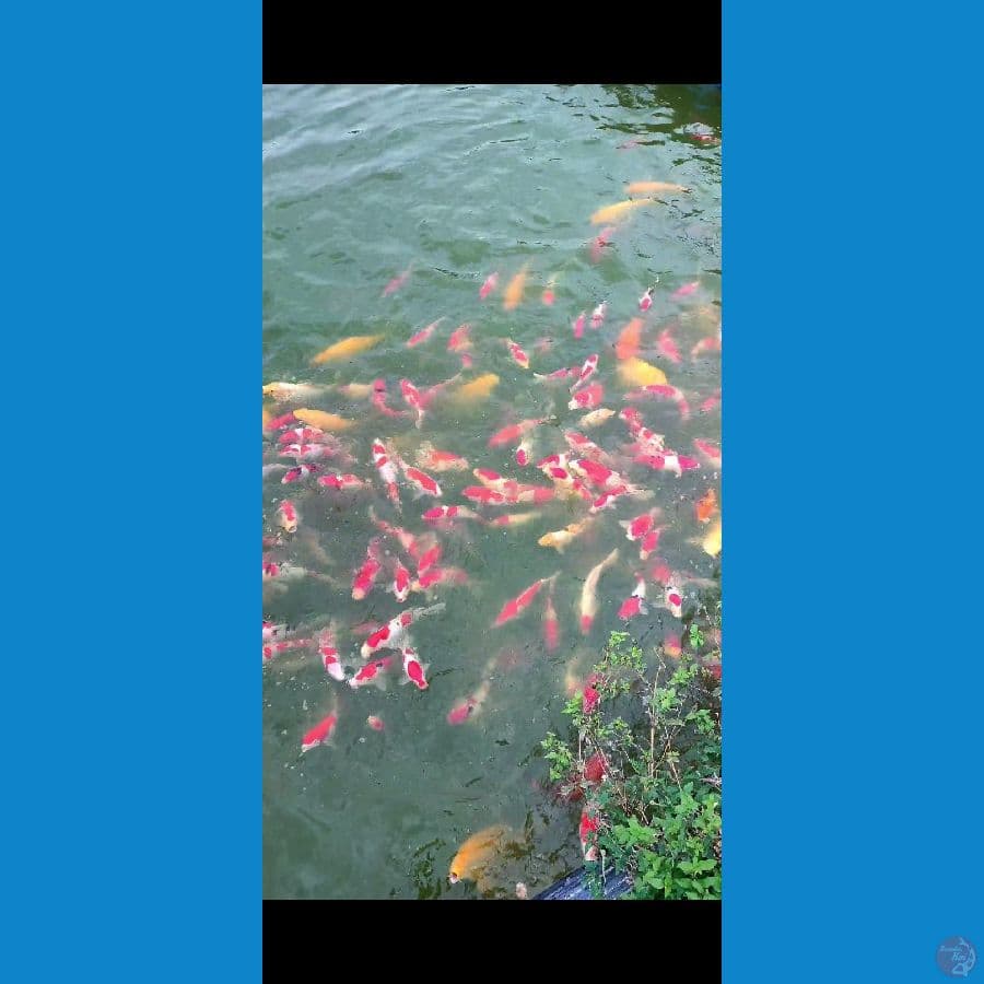 borongan kolam, kohaku sanke doit & karasi ginrin 20-30up 200ekor