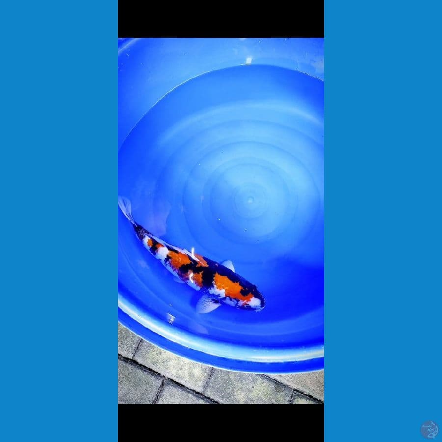 showa ginrin jantan 50cm