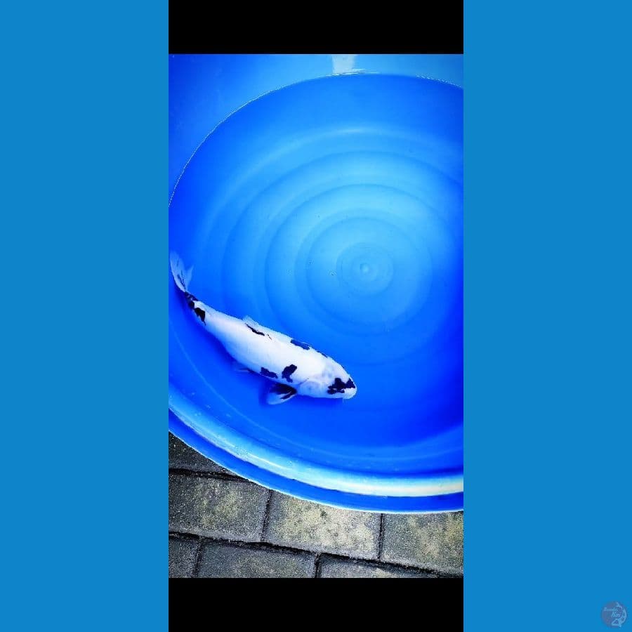 shiro doit female 46cm