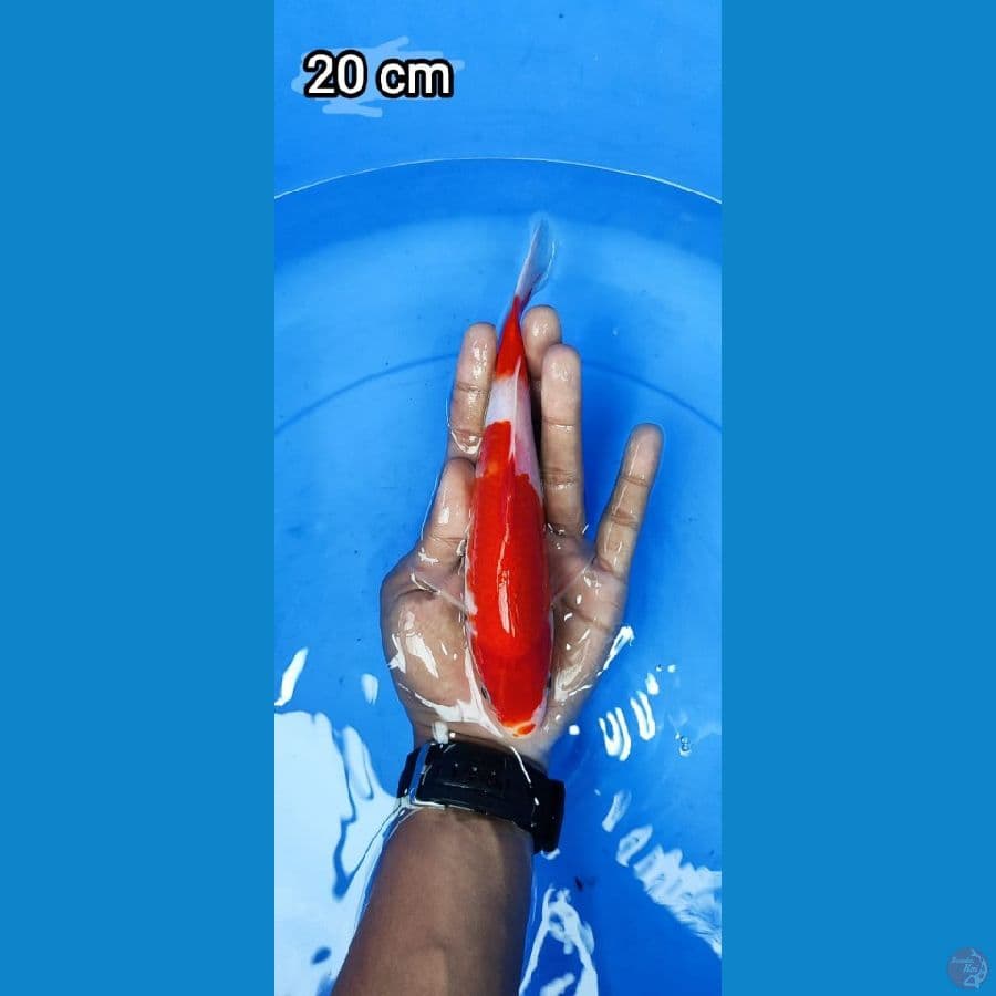 Kohaku 20CM Step 2