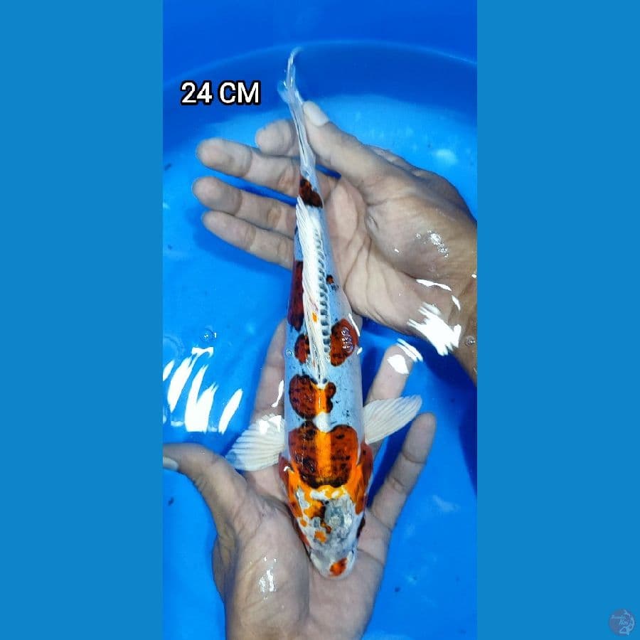 kojaku doit 24 cm